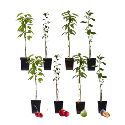 Immagine di Plant in a Box Alberi da frutta colonna Mix di 8 Prunus Pyrus Malus Vaso 9cm Altezza 60 70cm