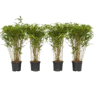 Immagine di Plant in a Box Fargesia nitida &#039;Gansu&#039; Set di 4 Bambù viola scuro Vaso 17cm Altezza 50 70cm non invasiva Sempreverde Resistente