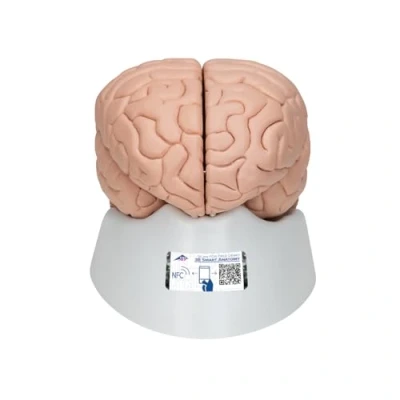 Immagine di 3B Scientific C17 Modello di anatomia Umana Cervello, Lusso, in 8 Parti + software gratuito Smart Anatomy