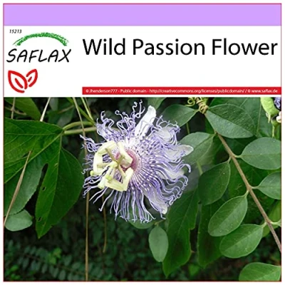 Immagine di SAFLAX Fiore della passione 5 semi Passiflora incarnata