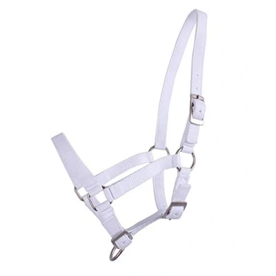 Immagine di QHP Halter Foal