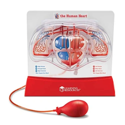 Immagine di Learning Resources Modello di cuore pulsante