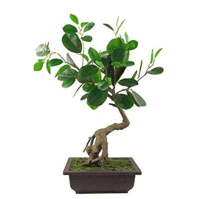 Immagine di Leaf Piccolo albero di bonsai artificiale