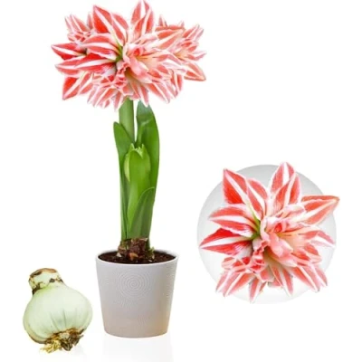 Immagine di Amaryllis Double Striped 1 Bulbi fiori in grande formato 26/30 Esclusivi Piante vere dall&#039;Olanda Autentici Hippeastrum (senza semi, cera e non artificiali)