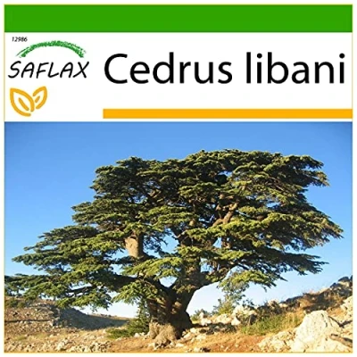 Immagine di SAFLAX Cedro libanese 20 semi Con substrato Cedrus libani