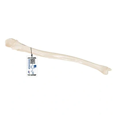 Immagine di 3B Scientific A45/2L, A45/2R Ulna + software gratuito di anatomia Smart Anatomy