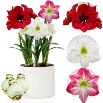 Immagine di Collezione di cipolle Amarylli, 3 lampadine in grande formato 26/28, miscela esclusiva piante e fiori dall&#039;Olanda, vera Astrum hip (niente semi, cera non artificiale)