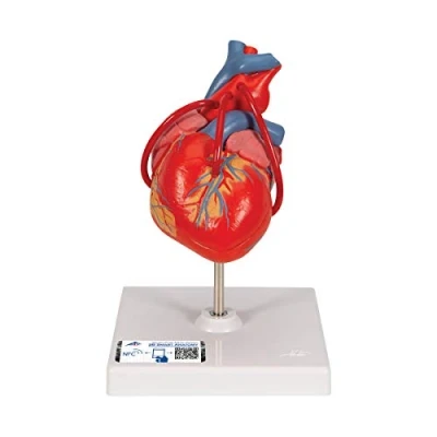 Immagine di 3B Scientific G05 Modello di anatomia Umana Cuore, Classico, con Bypass, in 2 Parti + software gratuito Smart Anatomy