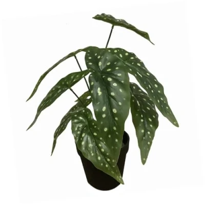 Immagine di Leaf Design UK Pianta artificiale realistica con vaso, Begonia Maculata nera, 35 cm